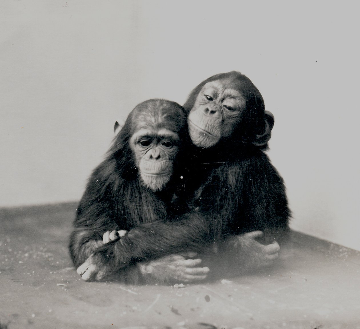 ジョニーと友人、1923年、ZSLロンドン動物園の2つのチンパンジー